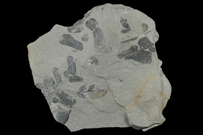 Pennsylvanian Fossil Fern (Macroneuropteris) Plate - Kentucky #181348